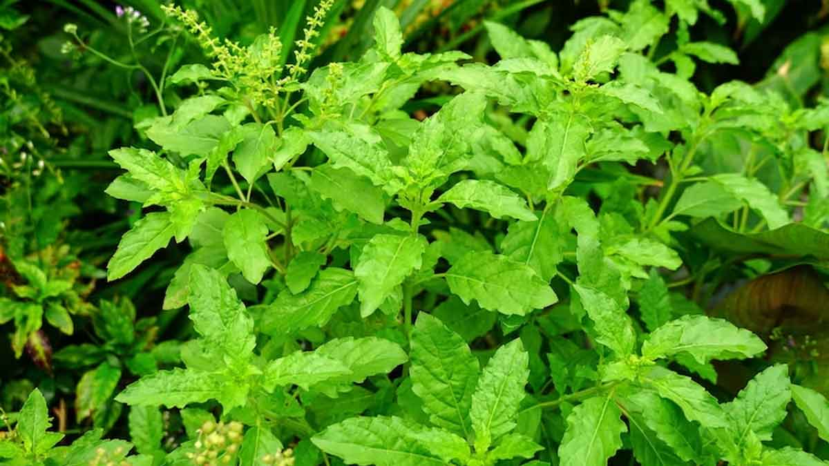 From Weight Management To Heart Health Tulsi Has Enormous